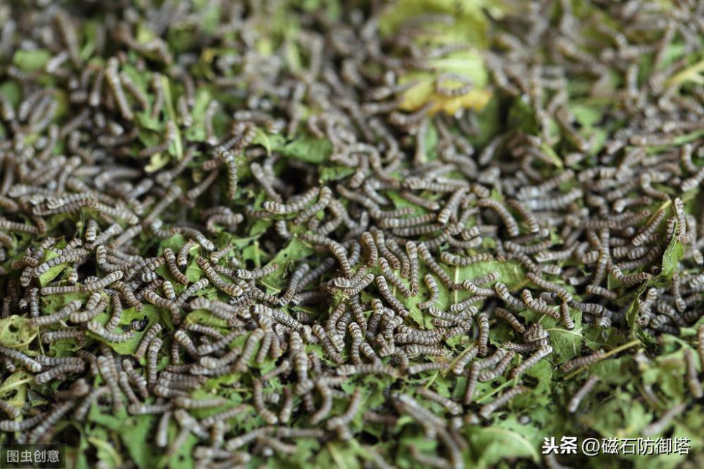 神奇的蚕宝宝的起源,神奇动物之布利多之谜