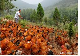 鸡白痢用什么西药好,鸡白痢用什么药