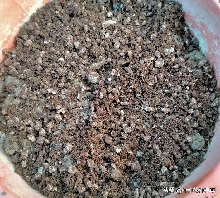 金线莲一棵怎么种,金线莲的种植一组种苗多少钱