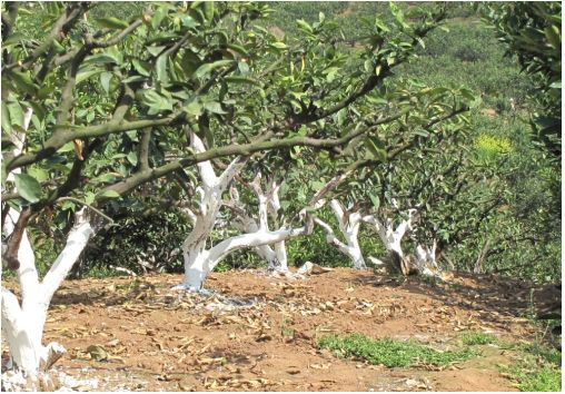 防治流胶用啥药,预防流胶病打什么药