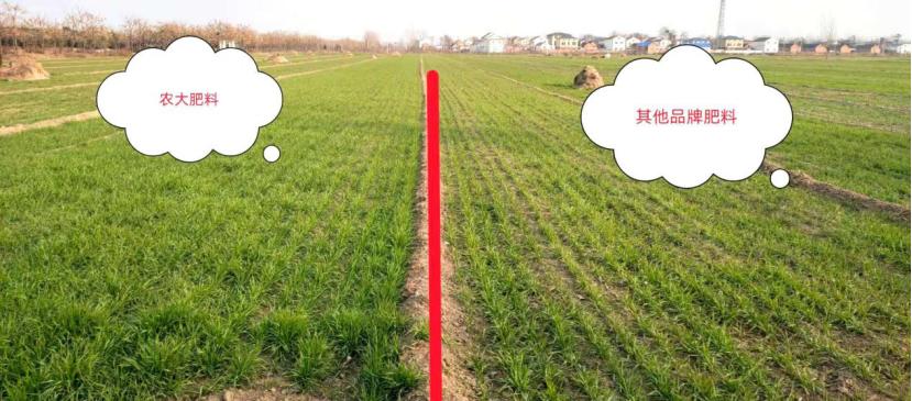 种植小麦怎么增产增效,农技师讲小麦种植技术