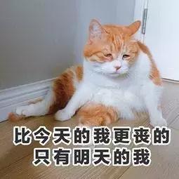 铲屎官常备的药,铲屎官该如何治疗和预防