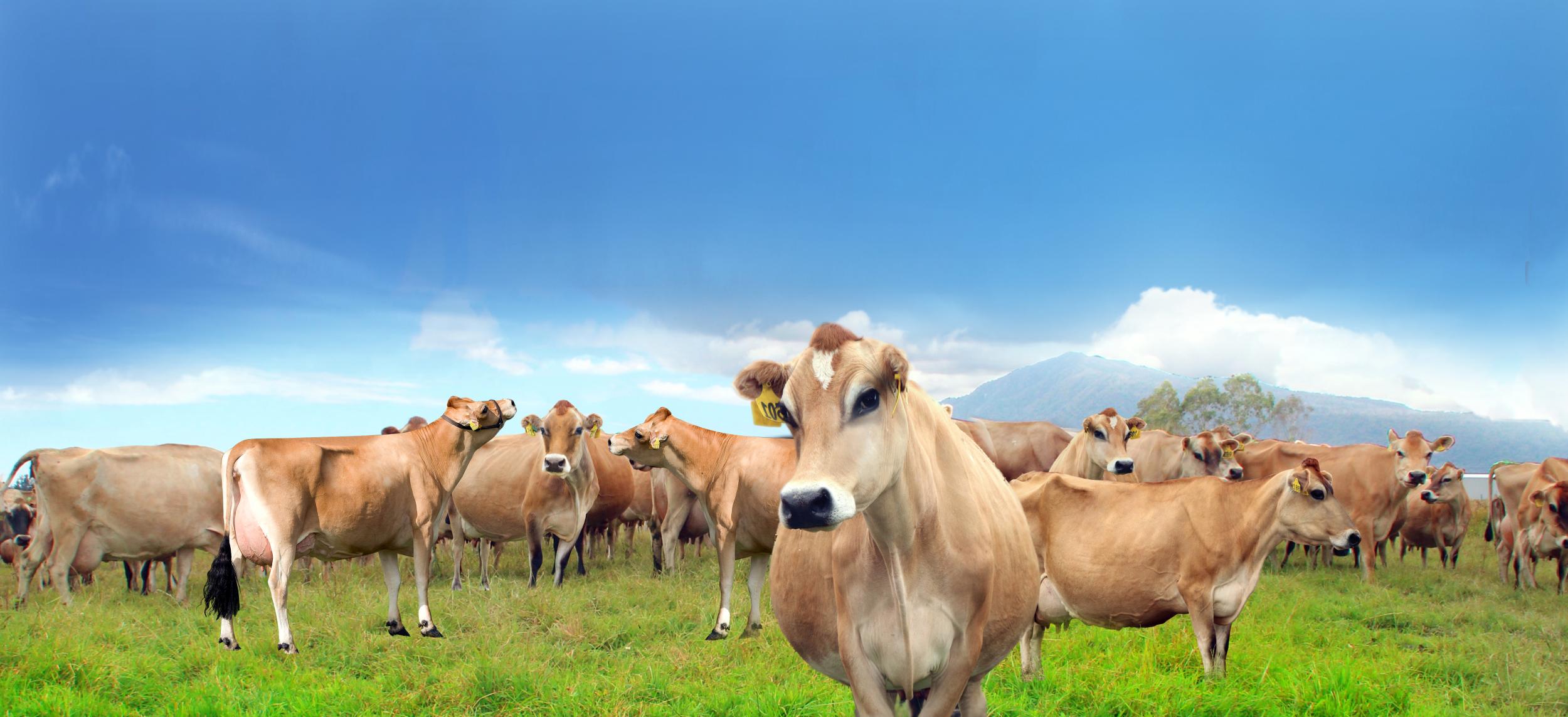 英国王室牛奶,英国王室吃什么奶粉