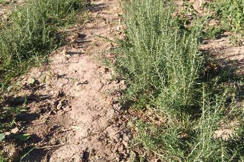 2023年全国各省黑枸杞产量,黑枸杞对土壤的要求