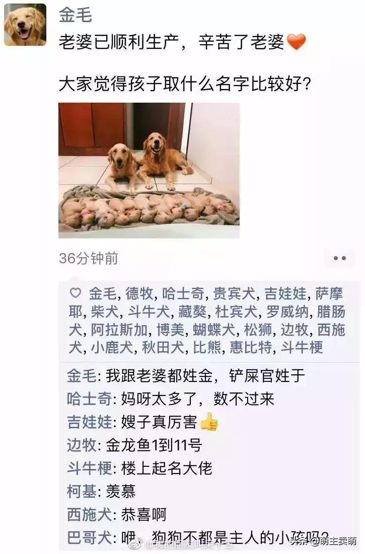狗拟人化的性格,各种狗狗拟人化