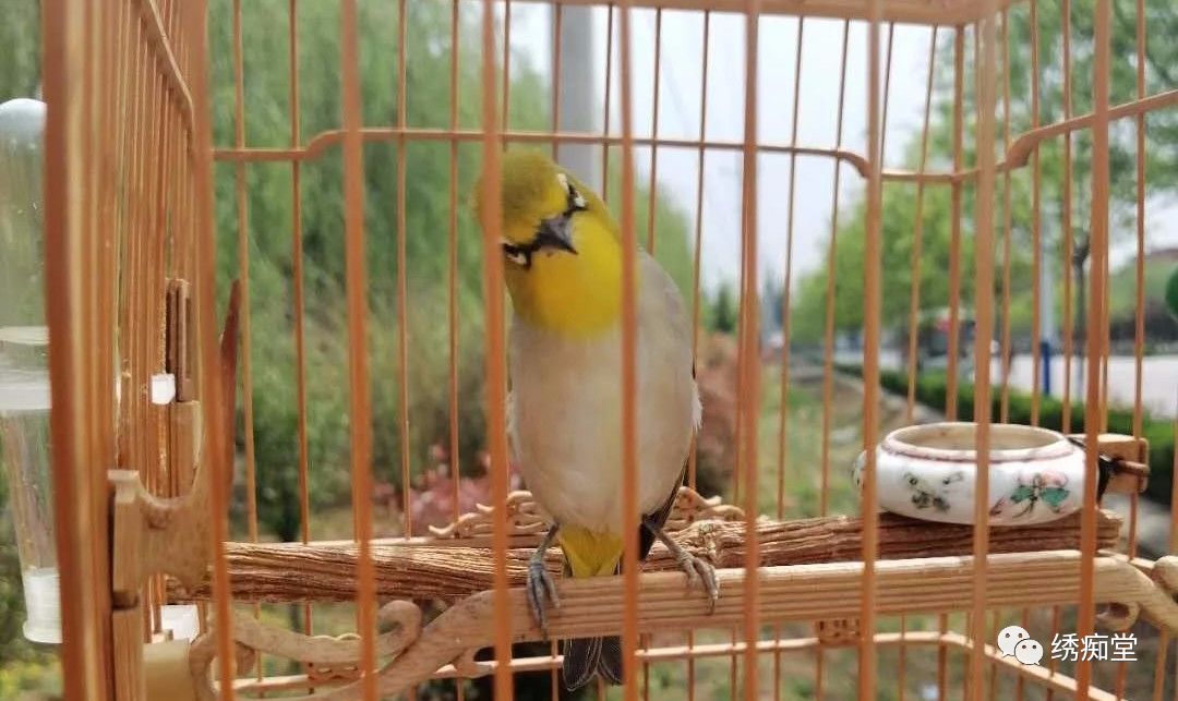 和鸟交谈,怎样和鸟交流沟通