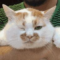 盘点那些呆萌又可爱的猫咪,盘点那些很可爱又呆萌的猫咪