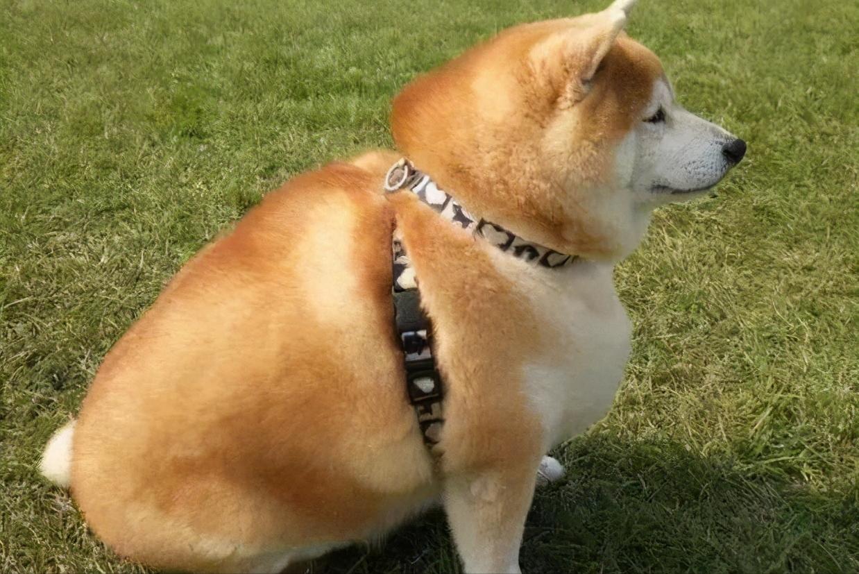 狗狗长期过量运动的危害,狗狗喂食的十大禁忌