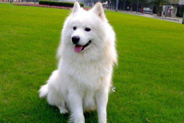 萨摩耶毛发有些黄了,萨摩耶毛黄吃什么