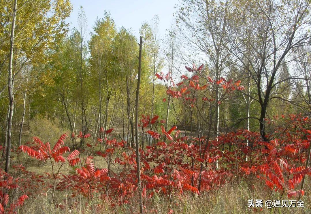 万全云松雾柳庄园钓鱼,云松雾柳庄园