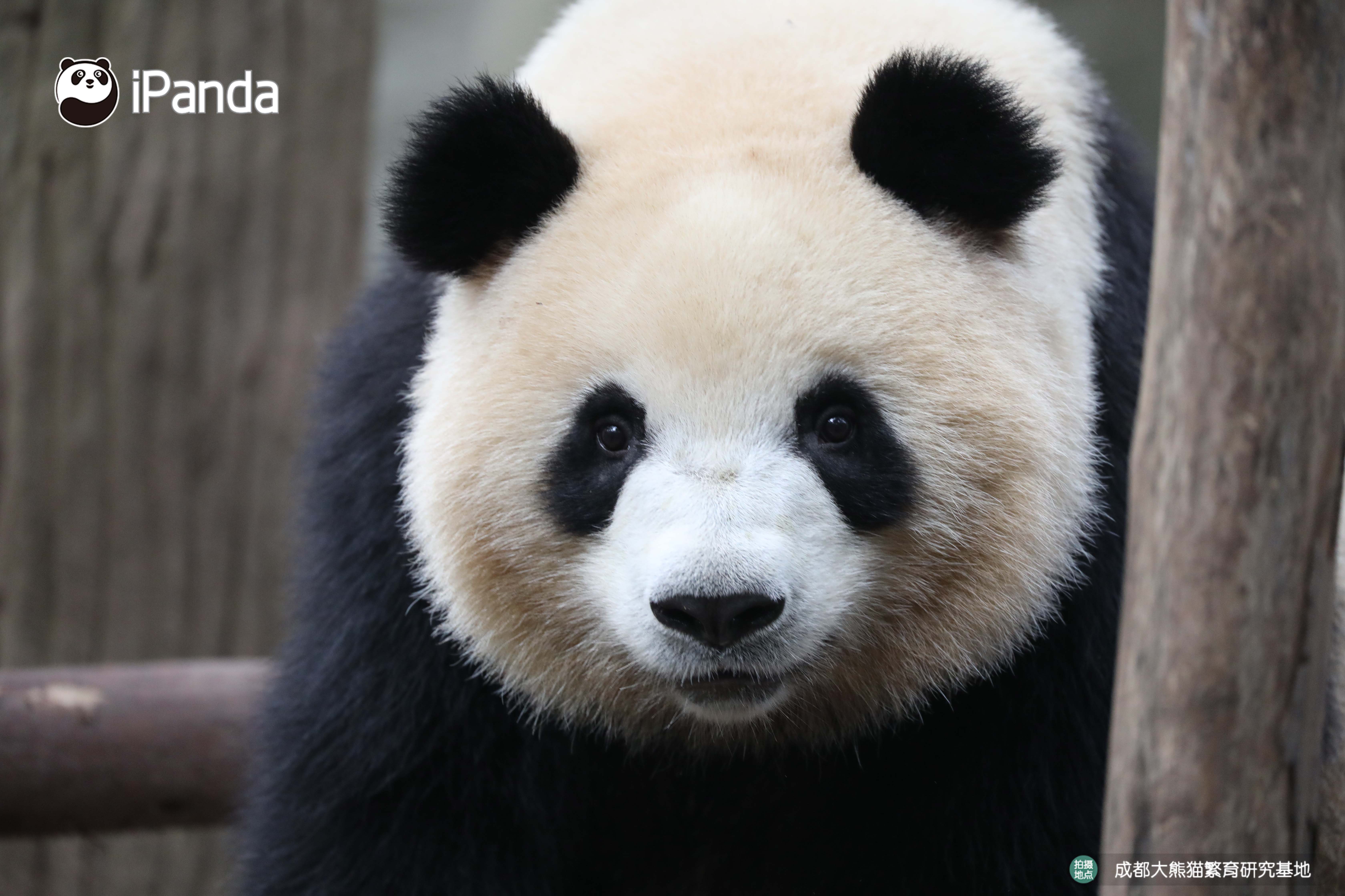 get认猫八招，轻松变大神！好看的熊脸千篇一律，认猫难到哭泣？