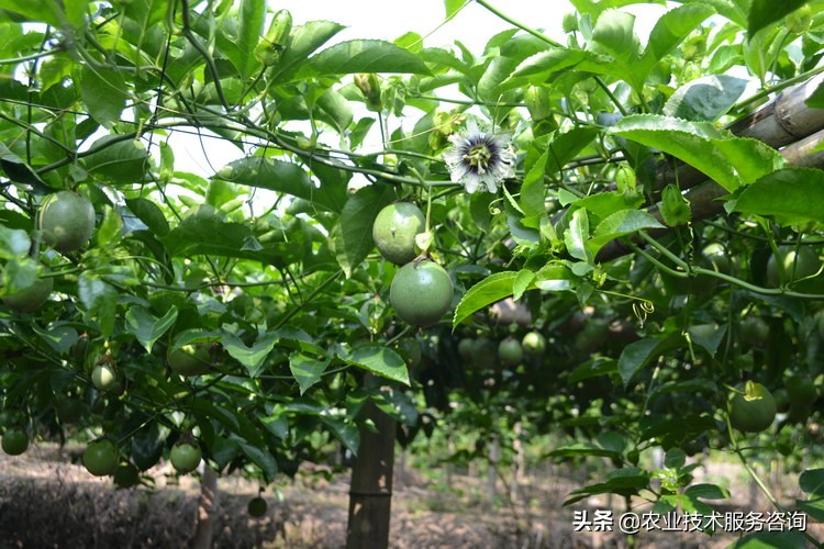 种植百香果视频教程,重庆百香果栽培种植技术