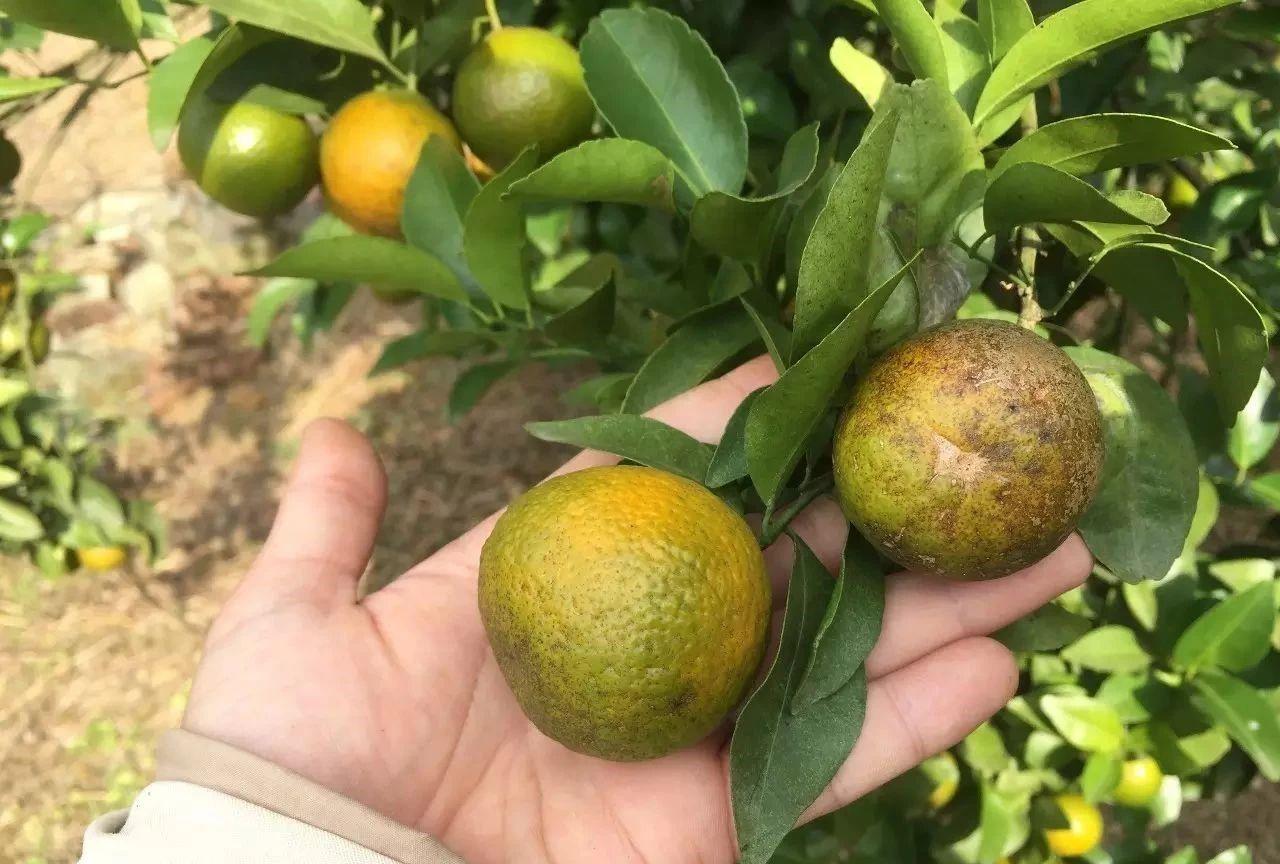 冬季柑橘成熟期红蜘蛛防治,柑橘黄蜘蛛防治技术