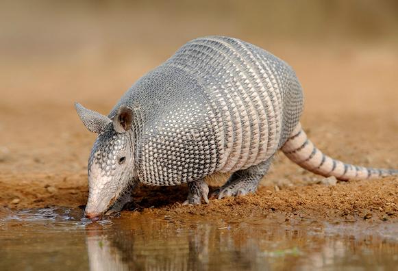 “硬化皮肤是长出外壳吗”保护方式千千万万种，这种真是绝了