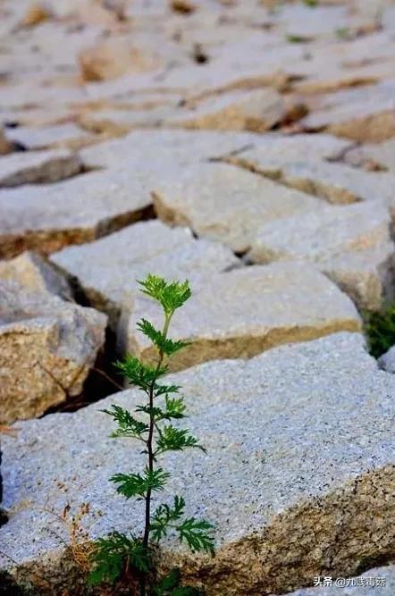 小说续写文案,小说续集第二部