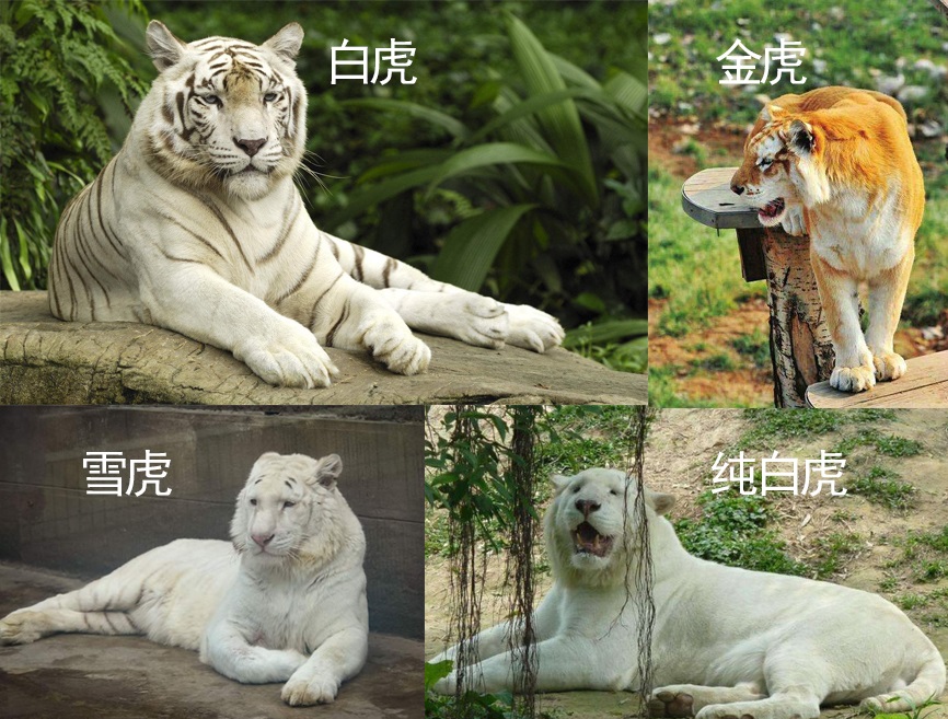 虎毒不食子报应视频,虎毒不食子再凶猛的老虎也有底线