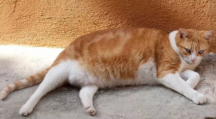 五个月猫咪有没有饱腹感,猫咪有饱腹感吗