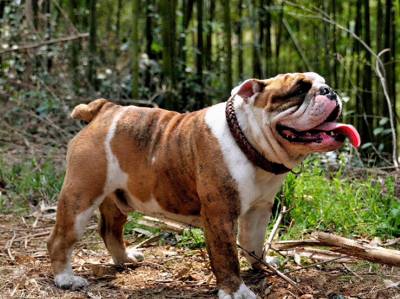 英国斗牛犬怎么养合适,英国斗牛犬如何喂养预防皮肤病