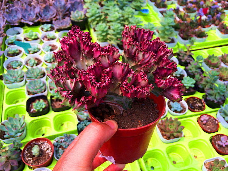 彩春峰嫁接时包扎伤口吗,彩春峰嫁接