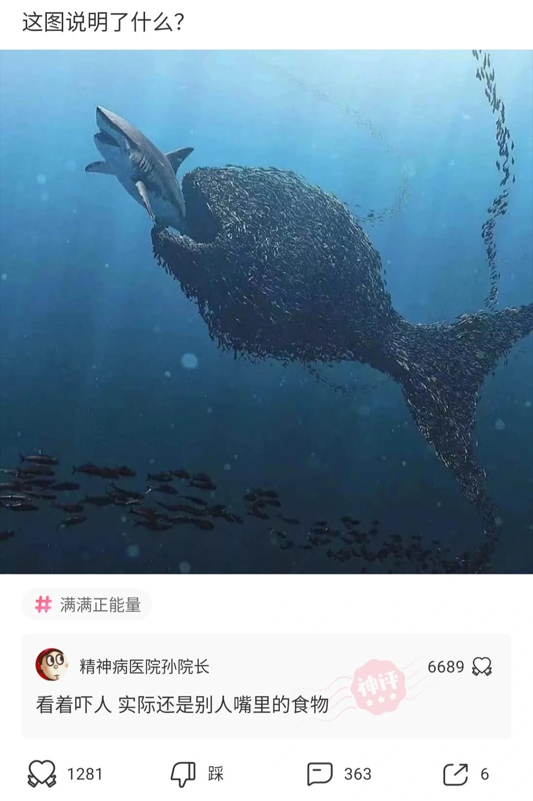 神评论吃不饱,为什么有些人说马肉不能吃