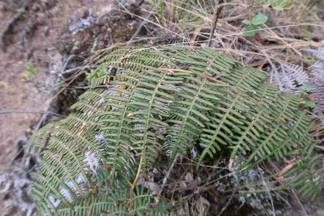 4位鼎石女生的科学梦