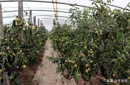 冬枣树没愈合要涂杀虫的药,冬枣树一年四季打药时间