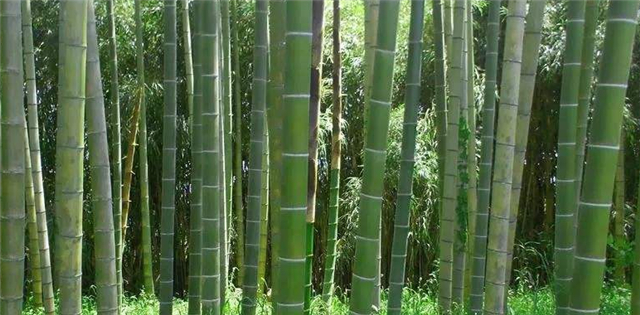 竹纤维再生素,竹纤维还是木纤维家具好