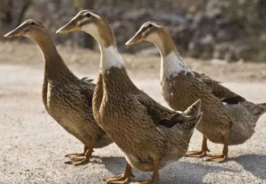 鸭毛的好方法拔鸭毛简单又干净,鸭毛怎么拔得干净