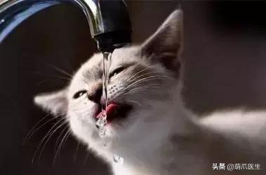 猫咪天天跑去喂鱼,猫咪不吃东西喝汤能喝饱吗