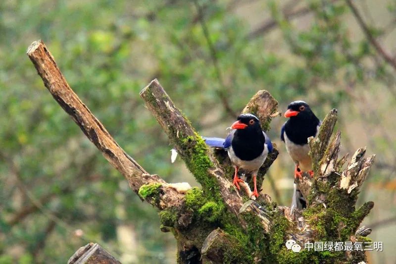 中国绿都三明旅游攻略,中国绿都乐购三明直播节明溪