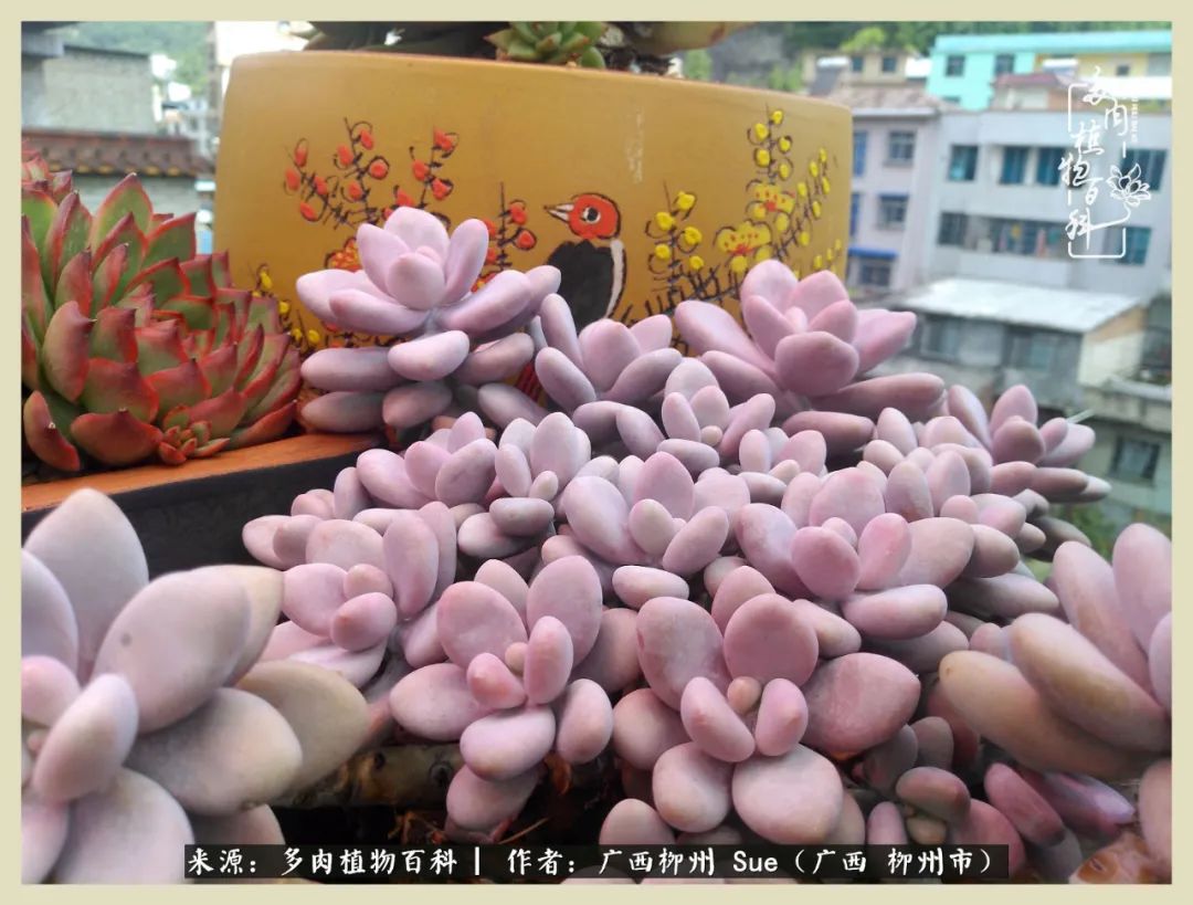 艳阳高照凉爽贵州，我要勤快地捕捉美好！（二）