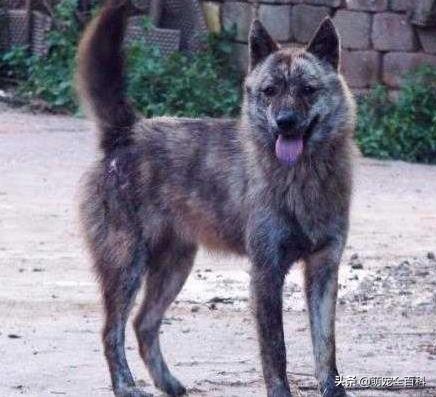 狗对主人的绝对忠诚会有什么表现,少喂一口狗狗它就可以多活几年