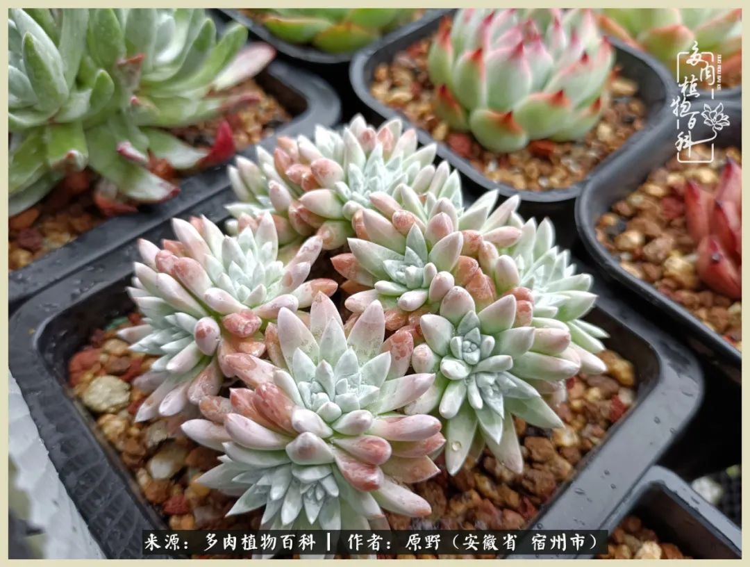 梅雨袭，酷暑至，多肉进入历劫季