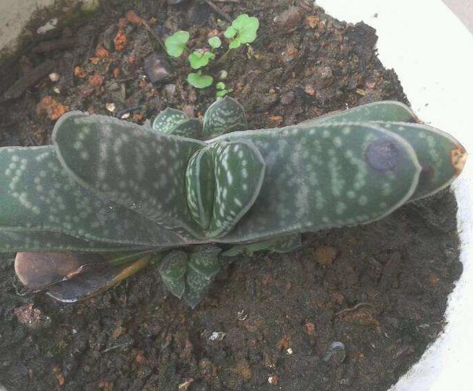 多肉植物长黑斑怎么办？4种原因要知道，提早预防，去除黑斑病