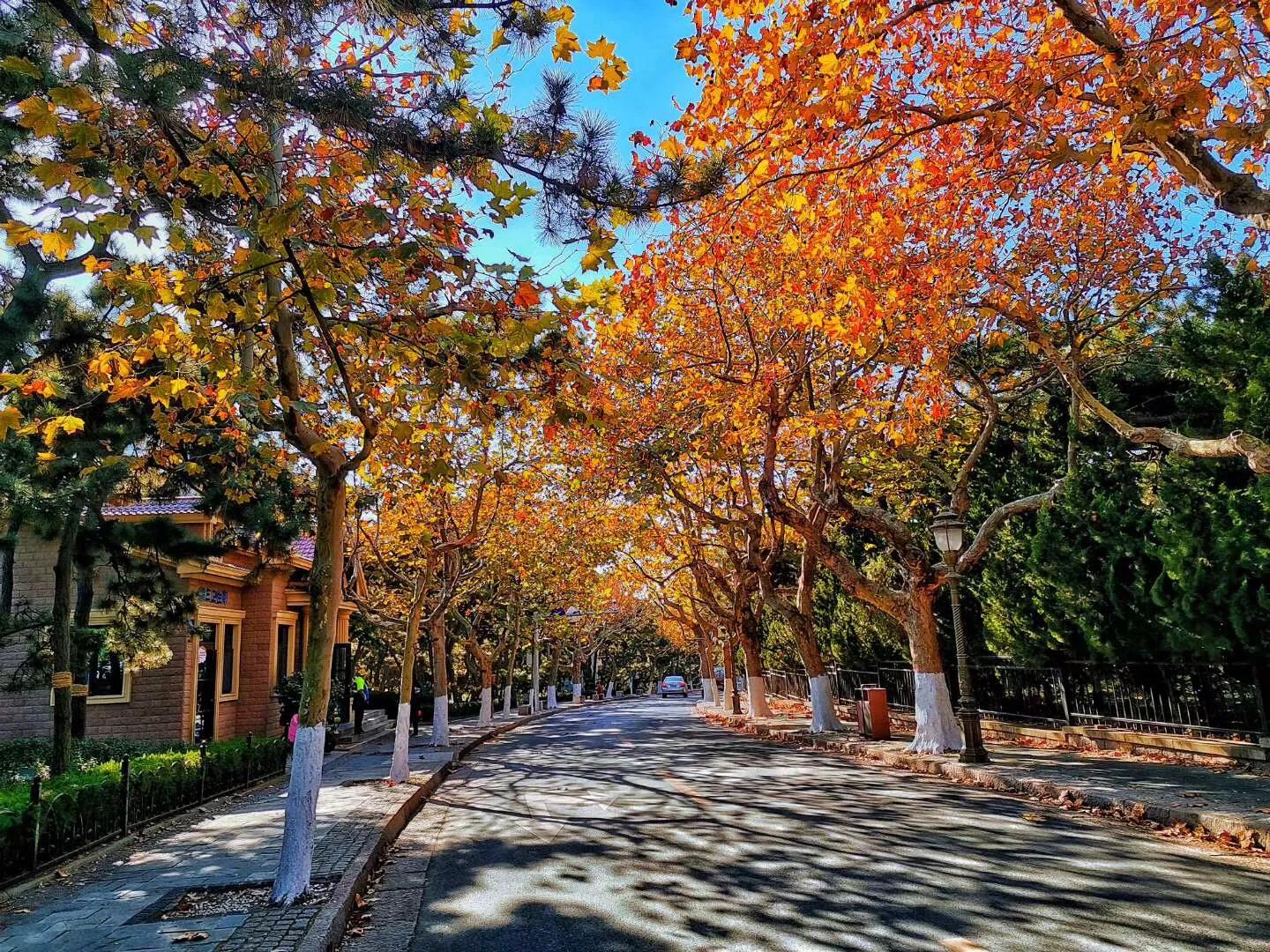 山东青岛八大关景区,青岛八大关最美的季节