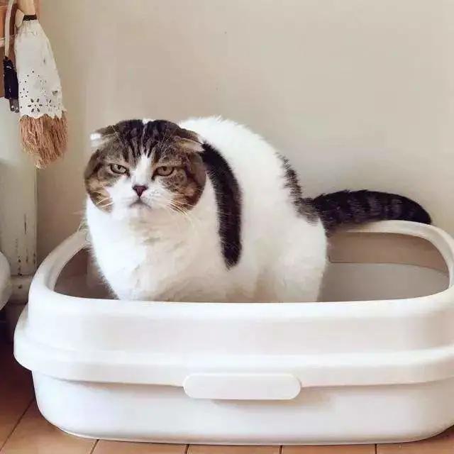 铲屎官必知猫咪如何排便算正常,猫咪铲屎官必备常识