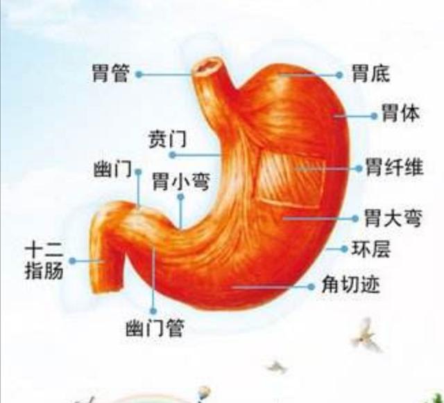 中医中药能治幽门螺杆菌处方,幽门螺杆菌看中医好还是西医
