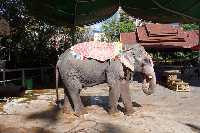 南宁至西双版纳旅游吃住行攻略,云南西双版纳旅游景点攻略自由行