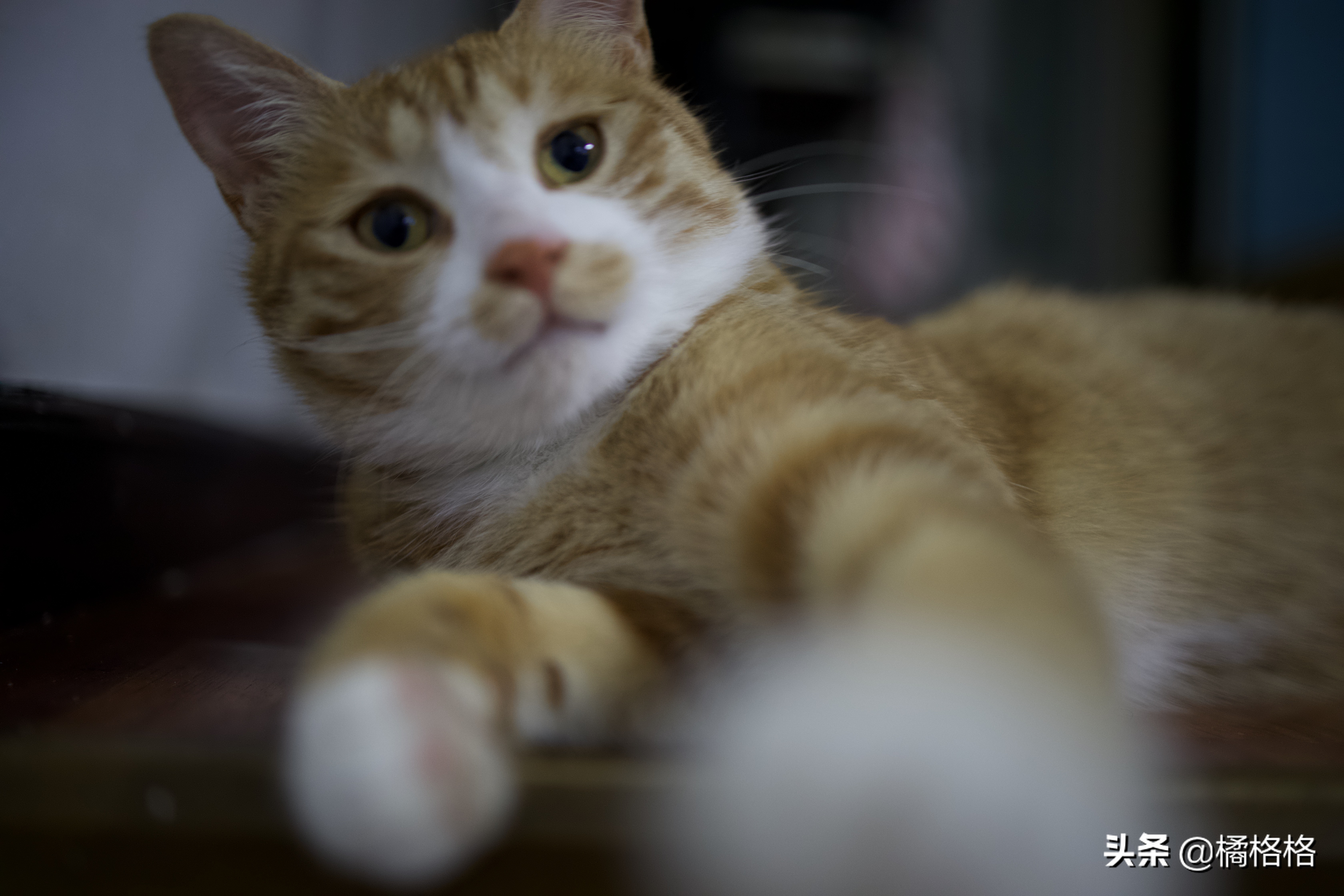 给猫剃毛能有效防止中暑吗,夏天给猫剃毛用剃肚子上的毛么