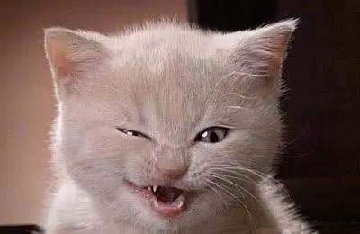 猫咪驯养,驯养猫技巧