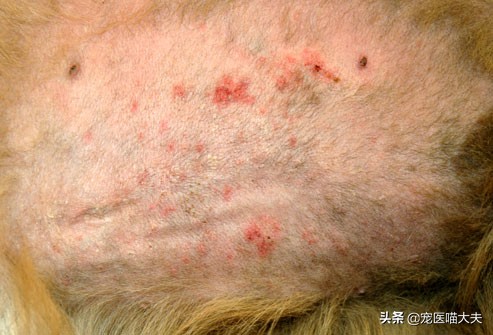 狗狗掉毛皮肤发红怎么治,狗狗掉毛发痒用什么药