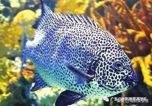 这5种淡水鱼值得多吃,中国最好吃的鱼类排行榜