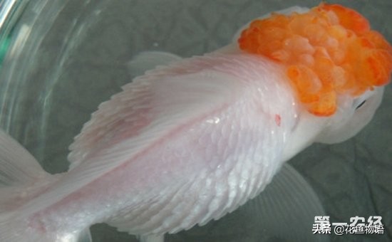 观赏鱼预防鱼病下什么药好,观赏鱼鱼病介绍及用药方法