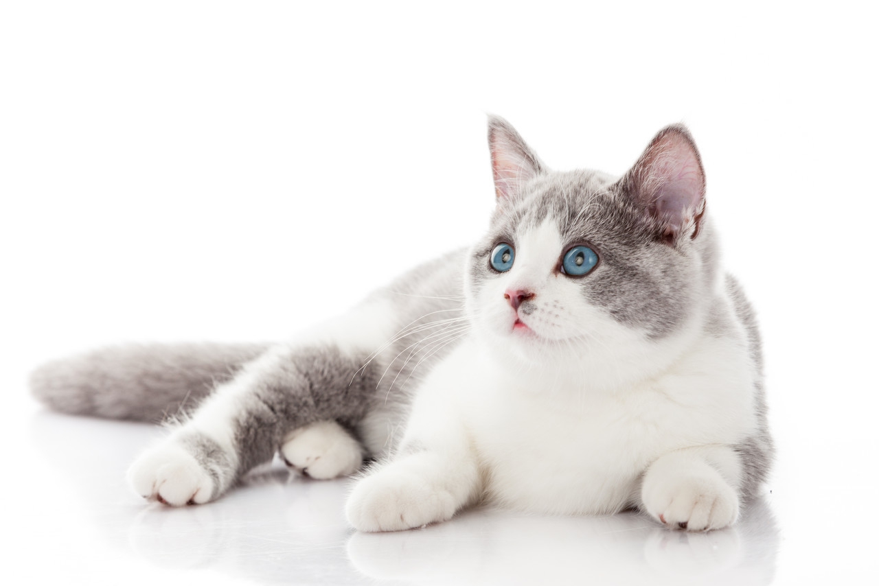 被猫咪尿过的被子怎么处理,猫咪尿被子有什么说法