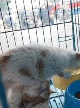 搞笑版的小萝莉,搞笑gif段子妹子你太皮了