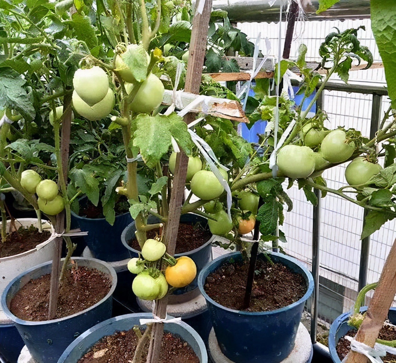 我家婆婆太有创意了，泡脚桶坏了放在院子种菜，颜值不输花盆
