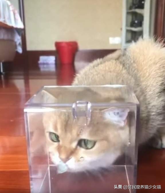 濂藉鐨勭尗鍜捇杩涚洅瀛愰噷,濂藉鐚挭閽诲叆鑽変笡宸ㄦ礊