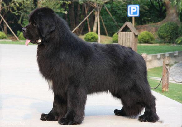 世界上所有的狗品种图片,世界最名贵的狗前十名及其简介