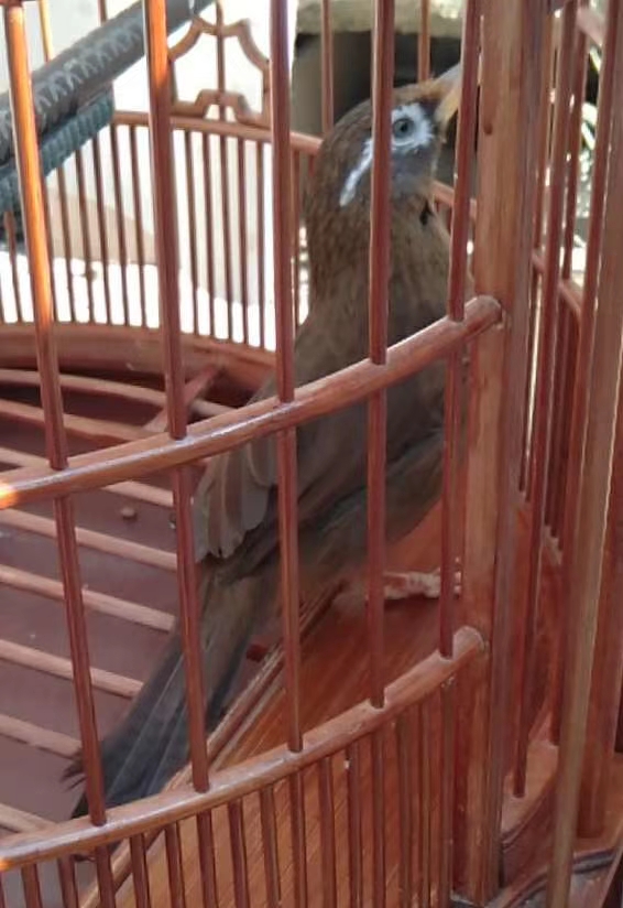 养鸟有蚊子怎么办,竹鸟笼养鸟怎么清洗粪便