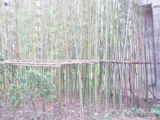 小区绿化日常养护工作内容,小区绿化养护多少钱一个平方